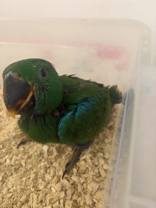 Papagal eclectus, mascul 2026