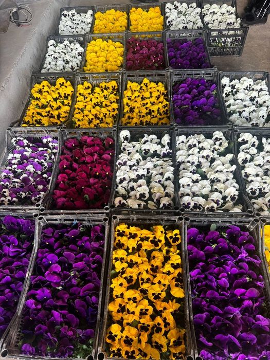 Optom yer tuvak gullari