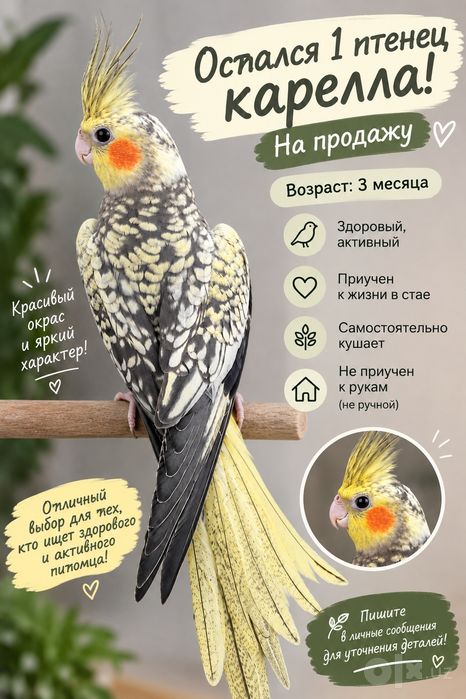Продается 3х месячный папугай Корелла