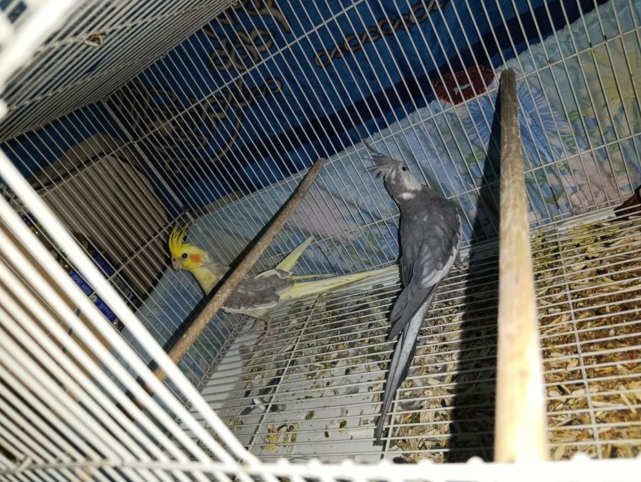 Karella  soglom sotiladi