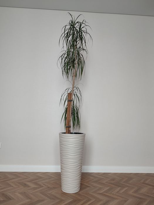 Драцена маргината (драконовое дерево)