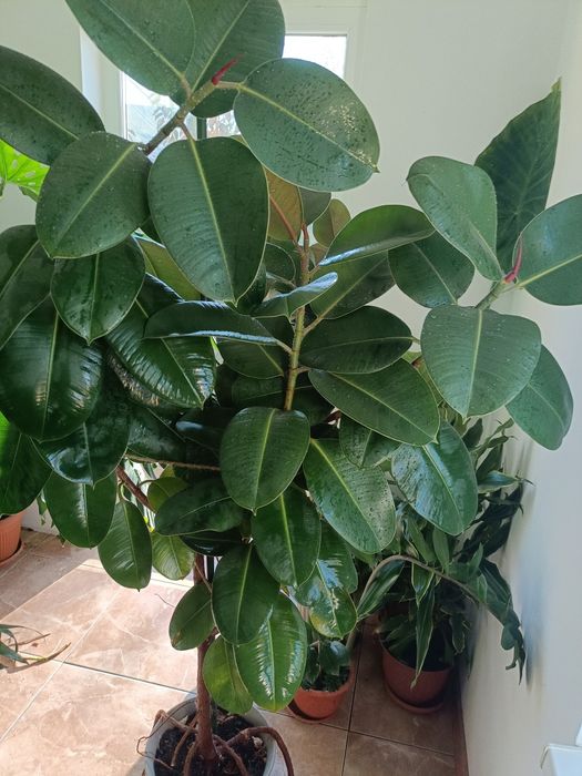 Plante verzi interior