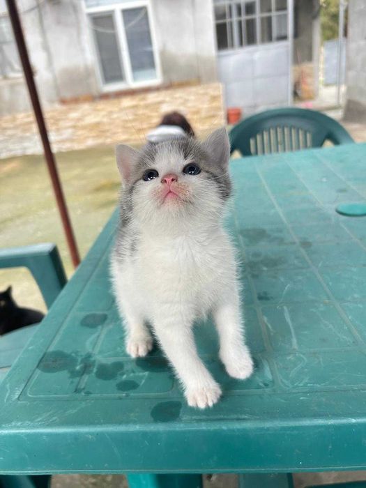 Подарявам котенца