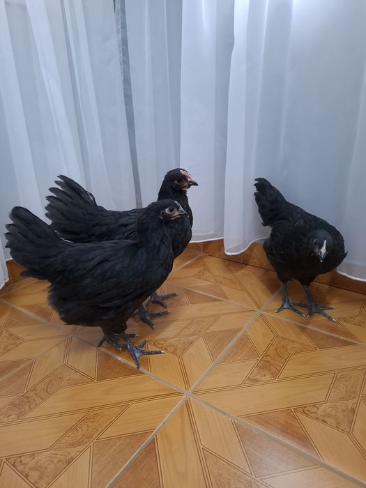 Vând pui Australorp
