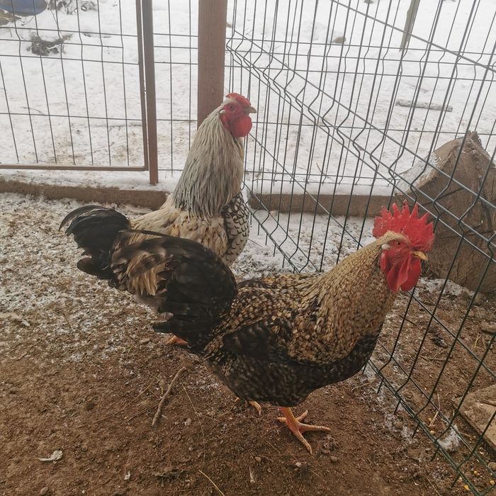 12 cocosei de 10 luni cauta gainuse