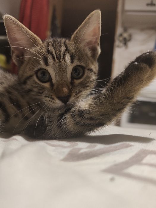 Отдам котенка в хорошие руки