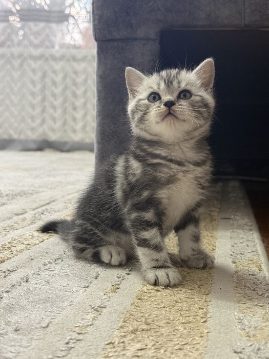 Британский котенок