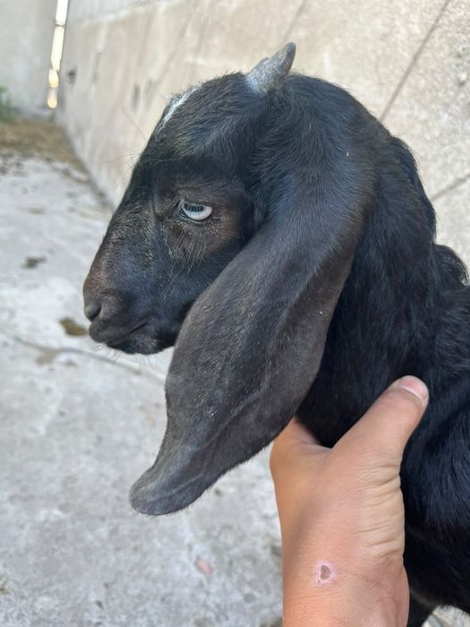 Лактар сатылады нубий
