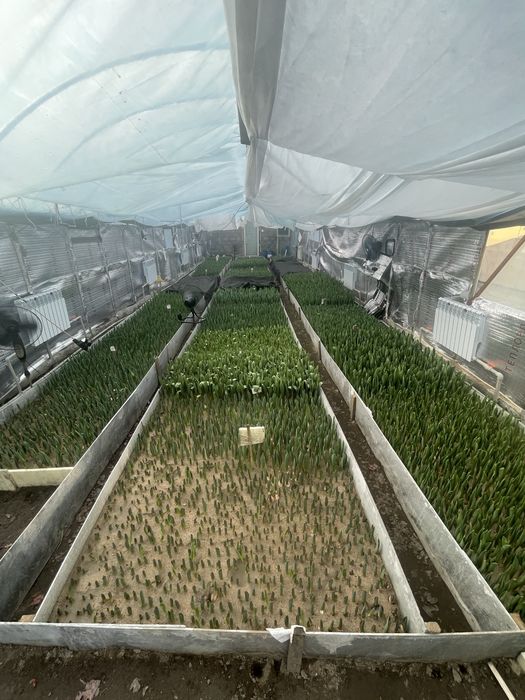 Голандские  тюльпаны оптом и в розницу