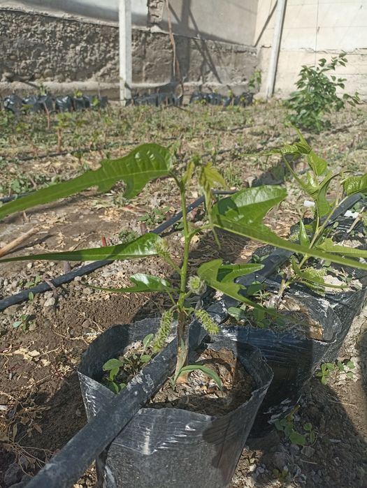 Noyob tut ko'chatlari — Gerardi Dwarf va Chicken Claw