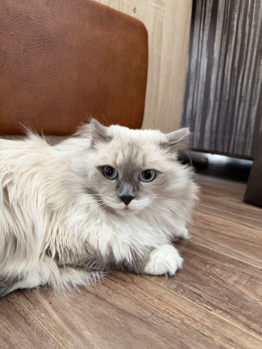 Кошечка Пудра. Стерилизована