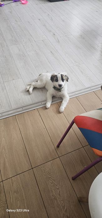 Отдам девочку в  добрую семью.