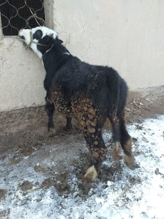 Бордақы бұқа 1,5 жасар