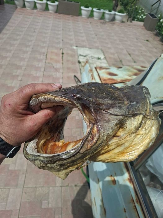 Препарирани глави от хищни риби - щука, сом и бяла риба