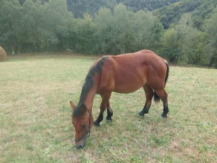 Mânz de vânzare 50 de milioane 50 * 40