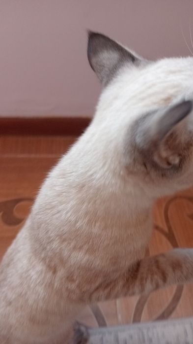 Сиямский котик продаеться