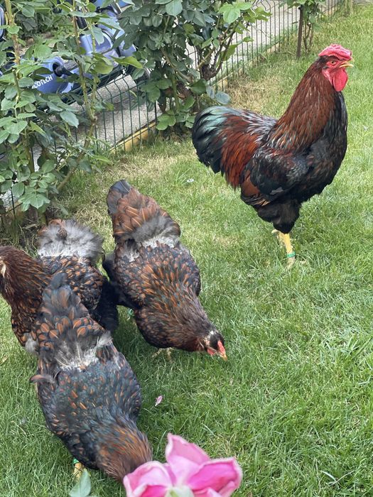 Wyandotte Auriu Negru Bordurat