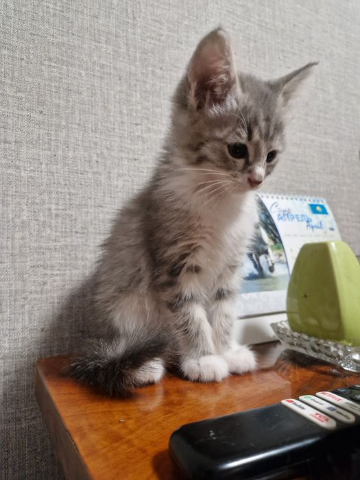 Котенок девочка 2 мес