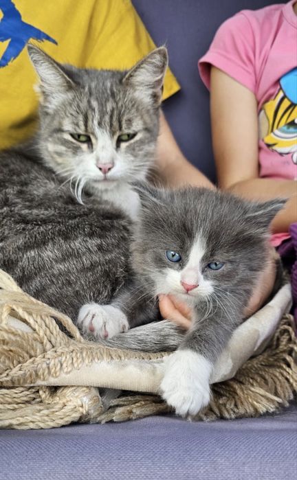 Котёнок ищет дом. Кошка-крысоловка