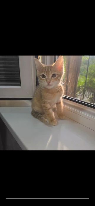 Отдаю драром котят в хорошие руки