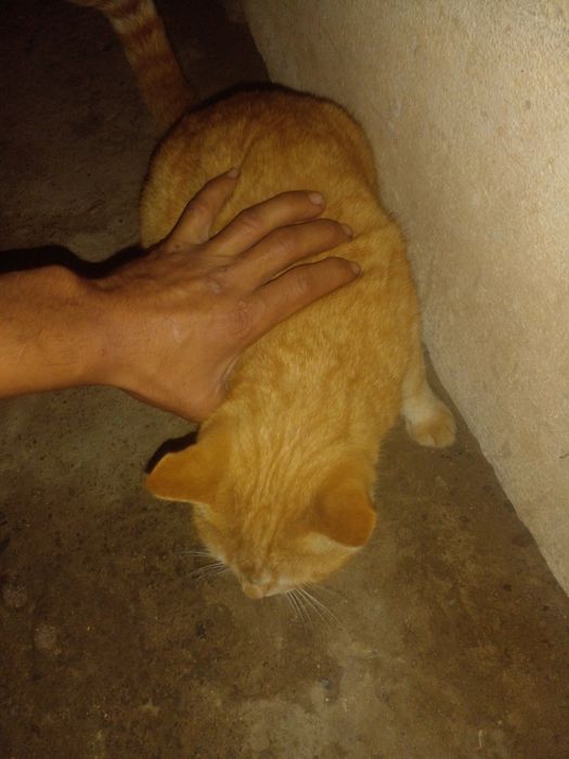 Mushuk sotiladi 100$ dollirga kelishilgan  narxta uy mushugi