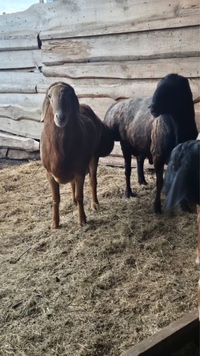 Продаю кошкаров