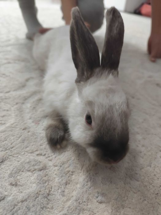 Продам декаративныз кроликов