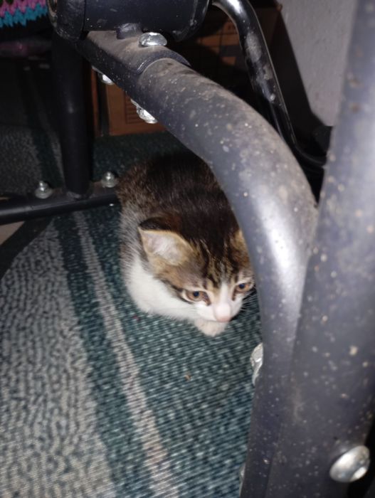 Отдам котика.Даром.