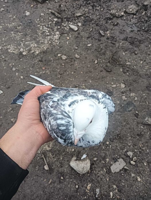 Vînd porumbei voiajori sănătoși