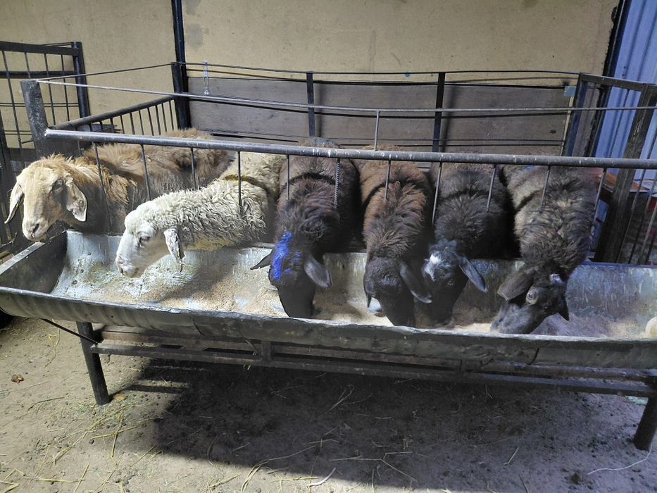 Токты койлар сатылады