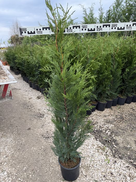 Cupressocyparis Leylandii