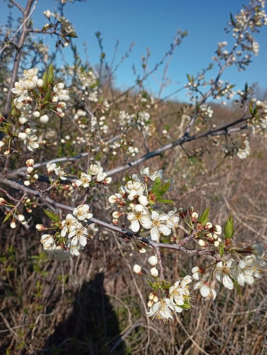 Продам дачу Автобъединение