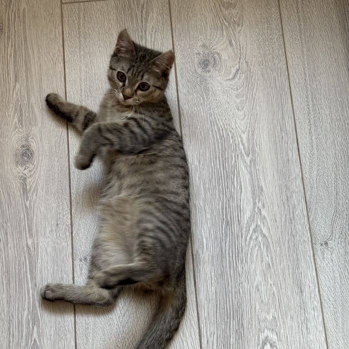 отдам кота в добрые руки