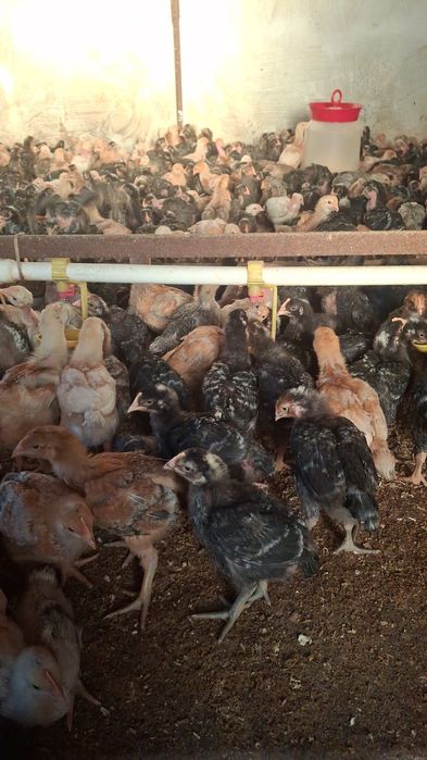 Pui rasa mixta de cateva saptamani