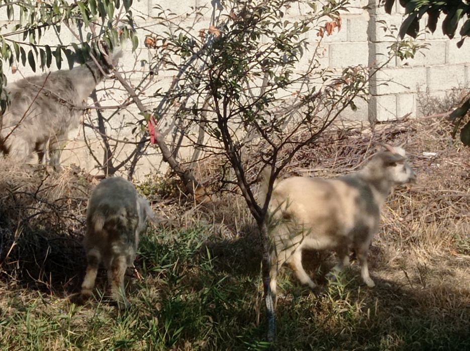 Ассалаумағалейкум шібіш сатылады семіз !!
