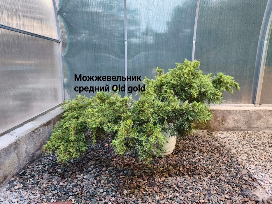 Продам можжевельники