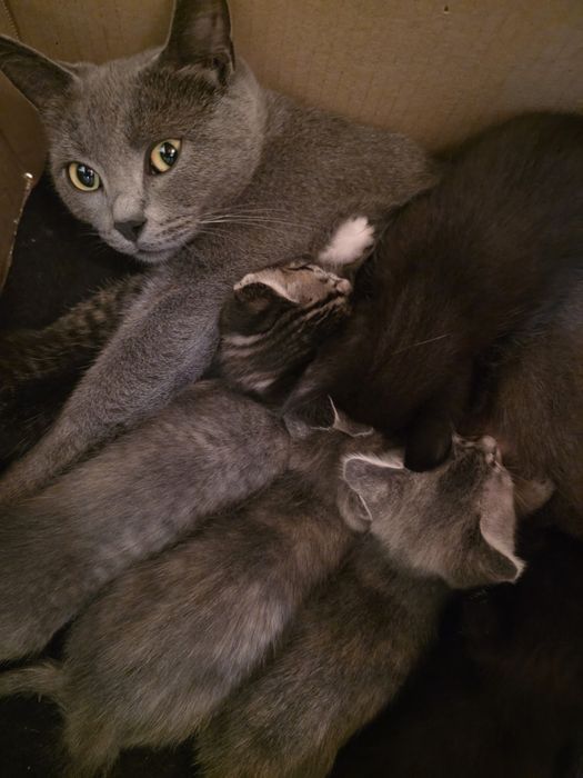 Отдам котят в добрые руки