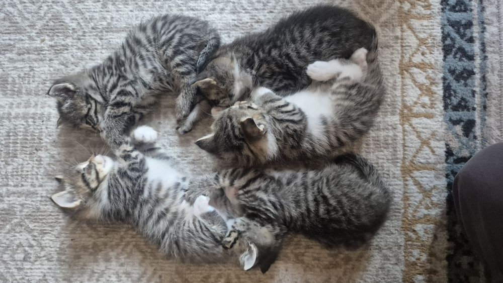 Отдам котят в добрые руки