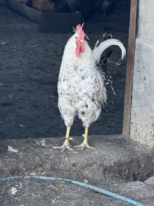 Домашни петли за консумация и разплод.