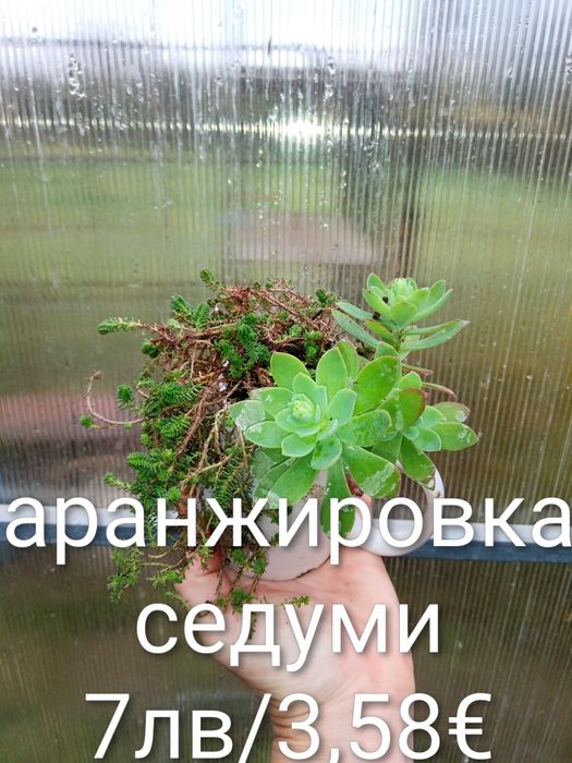 Аранжировки цветя за двора и стайни . Цени на снимките