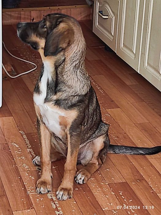 Собачку, в хорошие руки