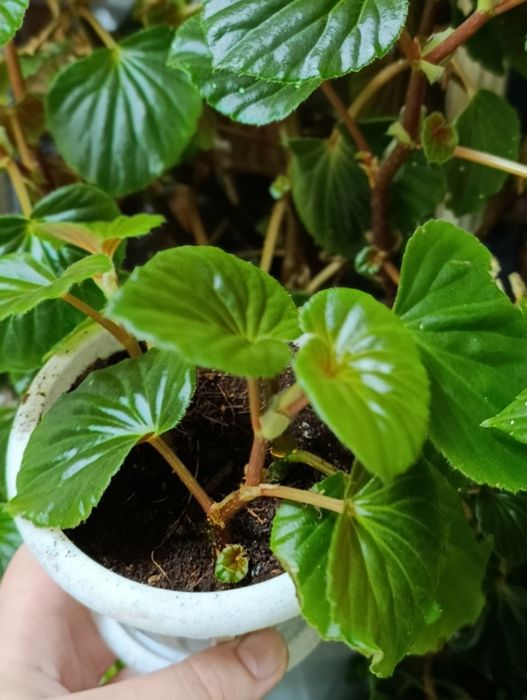 Цветы комнатные растения