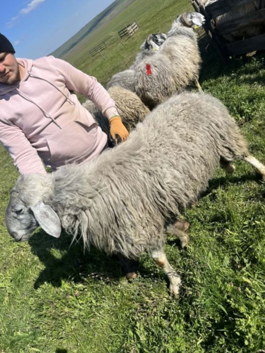 Berbeci karakul și carabaș