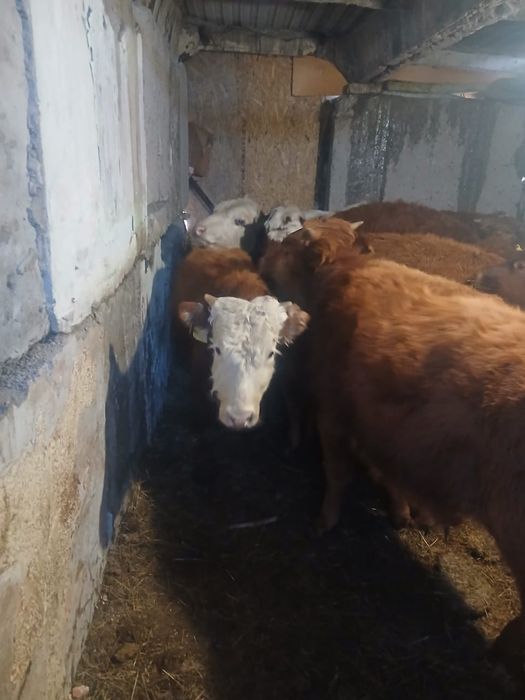 Продается бычки .