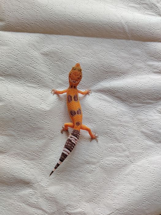 Șopârlă Gecko Leopard