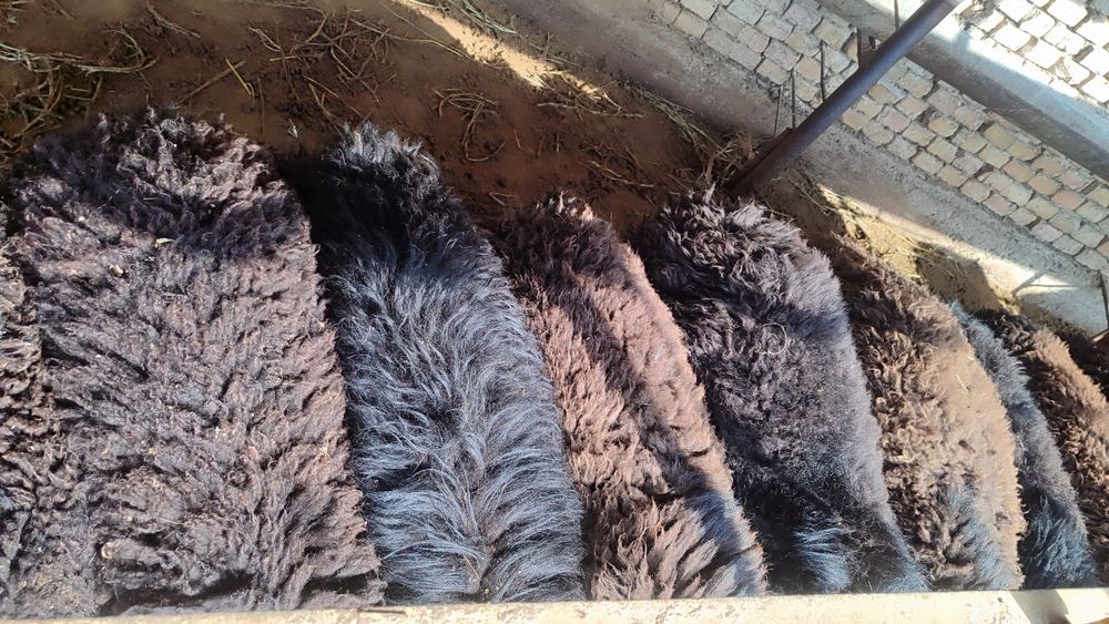 Qoʻylar qurbonlikka