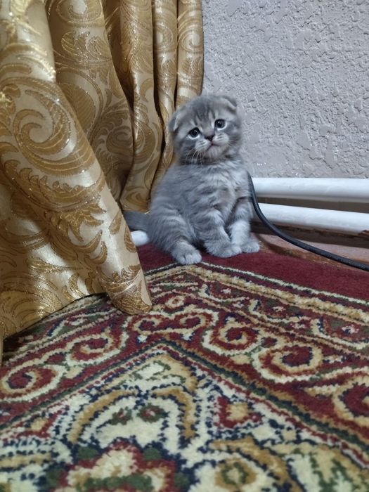 Котята вислоухие