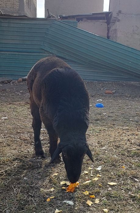 Кучкор сотилади  хисори