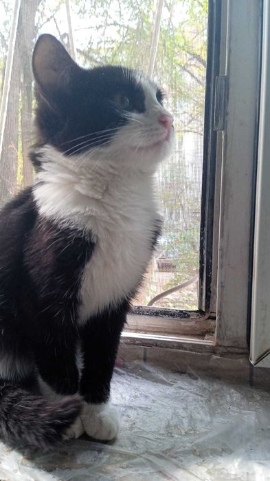 Отдам котенка 4 месяца