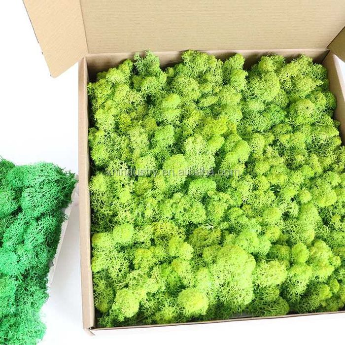 Пана от скандинавски мъх , Промоция